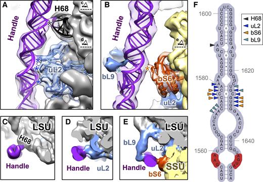 Interactions of the handle with other ribosomal components within the Mtb ribosomes. (A) Ribbon models showing where the handle (purple) interacts with rProtein uL2 (blue) and H68 (black) when in the 50S alone. The cryo-EM density of the 50S is low-pass filtered to 8Å resolution and overlaid onto the model. Black and blue stars indicate the sites of interactions from the handle to H68 and uL2, respectively. The two eye cartoons, top and bottom, label the cutting plane and viewing direction for Panels C and D, respectively. (B) Ribbon models show the handle interacts with bS6 (orange red) in the 70S. The cryo-EM density for the predominant conformation of the 70S is low-pass filtered to 8Å resolution and overlaid onto the model. Densities of rProteins bL9 and uL2 are colored blue. Cyan and orange stars indicate the sites of interactions from the handle to bL9 and bS6, respectively. The eye cartoon labels the cutting plane and viewing direction of Panel E. (C–E) Cryo-EM densities showing the handle interact with H68, uL2, bS6 and bL9. The 50S is labeled grey with uL2 and bL9 in blue while the handle is in purple. The 30S is in yellow with the rProtein bS6 in orange red. (F) Secondary structure of the handle with arrow heads indicating the nucleotides that interact with H68 (black), uL2 (blue), bS6 (orange) and bL9 (cyan). The sequence, which can form the sarcin-ricin motif, is colored in the red background.