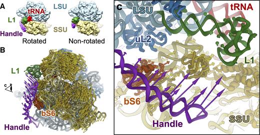 Correlated motions between the handle, SSU and the L1 stalk in the Mtb 70S ribosome. (A) Mtb 70S in the rotated (left) and non-rotated (right) states. (B) Conformational difference between the rotated and non-rotated states of the Mtb 70S viewing from the solvent exposed side of the SSU. The SSU, L1 stalk, handle and bS6 on the SSU are colored yellow, green, purple and orange red, respectively. Colored arrows indicate the directions and amplitudes of the conformational differences for the handle (purple), the L1 stalk (green), the SSU (yellow) and the bS6 (orange red) on the SSU. (C) Zoom-in view around the handle as viewed from the direction indicated by the eye cartoon in Panel B.