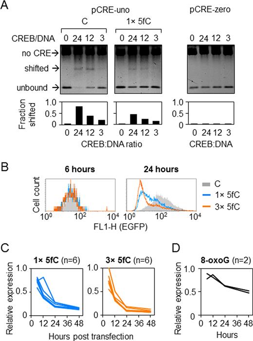 Effects of 5-fC in the minimal CRE promoter. (A) CREB binding to CRE containing one 5-fC in the central CG-dinucleotide detected by EMSA. (B) Representative fluorescence distribution plots of HeLa cells 24 h after transfection with constructs containing 5-fC in one (1×) or three (3×) CG-dinucleotides (overlaid with the reference ‘C’ construct obtained with unmodified synthetic oligonucleotide). (C) Time-course of the EGFP expression (relative to ‘C’) in HeLa cells transfected with constructs containing 1× or 3 × 5-fC. Lines show independent transfections. Mean values for each time point are highly significantly different from 1 (P < 0.001, heteroscedastic Student's t-test). (D) Time-course of the EGFP expression in HeLa cells transfected with constructs containing single 8-oxoG in the CRE (two independent experiments).