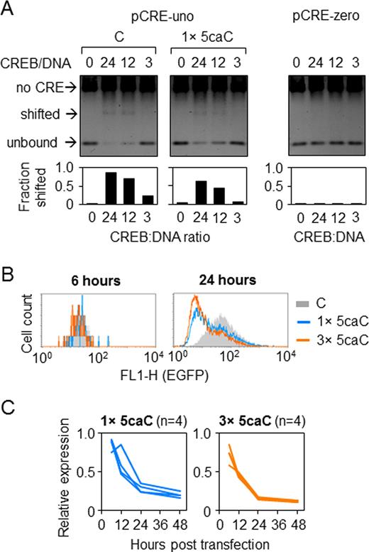 Effects of 5-caC in the minimal CRE promoter. (A) CREB binding to CRE containing one 5-caC in the central CG-dinucleotide detected by EMSA. (B) Representative fluorescence distribution plots of HeLa cells 24 h after transfection with constructs containing 5-caC in one (1×) or three (3×) CG-dinucleotides overlaid with the reference ‘C’ construct. (C) Time-course of the EGFP expression (relative to ‘C’) in HeLa cells transfected with constructs containing 1× or 3 × 5-caC. Lines show independent transfections. Mean values for each time point are highly significantly different from 1 (P < 0.001, heteroscedastic Student's t-test).