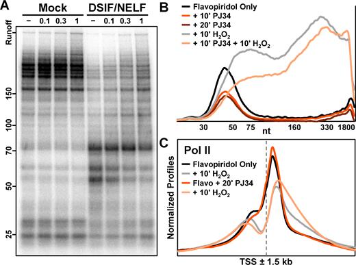 H2O2 directly inhibits pausing by DSIF and NELF. (A) Elongation complexes were generated by first preincubating HeLa nuclear extract and immobilized template DNA for 30 min, and then pulsing with limiting α-32P-CTP for 30 s. Complexes were isolated by high salt wash and incubated 10 min with 1 mM DTT or indicated concentrations of H2O2. Addback mixtures containing buffer alone (Mock, lanes 1–4) or also containing 0.3 pmol DSIF and 0.6 pmol NELF (lanes 5–8) were also incubated 10 min with 1 mM DTT or indicated concentrations of H2O2 prior to incubation with complexes for 5 min. Elongation rates were measured by chasing for 5 min with 500 μM cold ATP, UTP, GTP and CTP. 6% Urea–PAGE. (B) Amanitin-sensitive Pol II nascent transcript profiles from a nuclear walk-on using nuclei from adherent HeLa cells treated 50 min with 1 μM flavopiridol, then 10 min with 0.1% DMSO (flavopiridol only), 10 min with 50 μM PJ34, or 20 min with 50 μM PJ34. Cells were additionally treated 10 min with 0.3 mM H2O2 as indicated. DMSO was 0.2% in all conditions. The vertical axis represents relative signal from Pol II and all curves were from the same gel. (C) Average normalized Pol II ChIP-Seq occupancies ±1.5 kb around 17592 EPDnew TSS. Suspension HeLa cells were treated 40 min with 1 μM flavopiridol, then 20 min with either 0.05% DMSO (flavopiridol only) or 20 μM PJ34. Cells were additionally treated 10 min with 0.3 mM H2O2 as indicated. The vertical axis represents depth-adjusted signals that were background-subtracted and normalized using a window ±10 kb around genes.