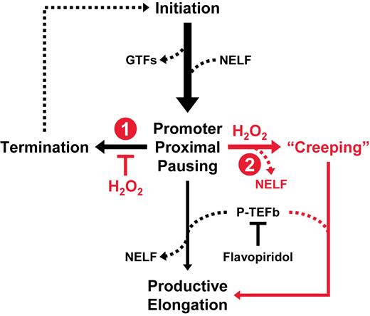 Mechanistic model of the rapid and global transcriptional response to H2O2. Illustrated are the key events Pol II transcription normally (black) or after exposure to oxidative stress (red). We propose that H2O2 (1) inhibits turnover of paused elongation complexes and (2) induces loss of NELF association and pausing activity.
