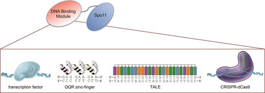 Architecture of the targeting Spo11 fusions. To target meiotic DSB formation, the DSB-promoting Spo11 transesterase was fused to various DNA binding modules. Four different non-programmable Spo11 fusions were designed upon conjugation with the Gal4, Tec1 or Rsc3 transcription factors, or to the centromere-associated Mtw1 protein. Three programmable Spo11 fusions were constructed with an artificial zinc-finger array, a TALE polypeptide, or the CRISPR dCas9 protein. Other functional features of these DNA-binding modules are indicated in Supplementary Table S3.