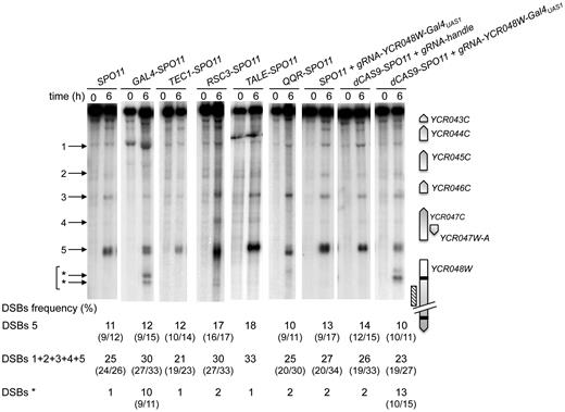 Targeting Spo11 fusions trigger DSB formation in the natural hotspot YCR043C-YCR048W region. DSB formation was analyzed by Southern blot in cells harvested 0 and 6 h after transfer into sporulation medium. At the right of the blot, a map shows the ORFs (open arrows indicate transcriptional sense) and the position of the probe (hatched rectangle). Target GalUAS1 and GalUAS2 sites are shown as black bars. At the left of the blot, arrowheads indicate wild-type (numbered) and Gal4-Spo11 and dCas9-Spo11 targeted DSBs (asterisks). DSB frequencies (percentage of DSB fragment per total DNA) listed under each lane correspond to the mean of two independent experiments with minimum and maximum values indicated into parentheses, excepted for TALE-SPO11 (a single experiment was performed). The sum of DSB frequencies in the YCR044C (1), YCR045C (2), YCR046C (3), YCR047W-A (4), and YCR047C-YCR048W (5) promoters account for ≥ 95% of the total DSBs detected in the YCR043C-YCR048W region. Frequency of DSBs* corresponds to the sum of frequencies detected in the YCR048W ORF (indicated by *arrows).