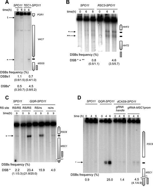 Tec1-, Rsc3 and QQR-Spo11 fusions stimulate DSB formation in targeted DSB-cold promoter-containing regions. Southern blot analysis of DSBs targeted by Tec1-Spo11 at the MSG5 promoter (A), Rsc3-Spo11 at the HHF2-HHT2 promoter region (B) and QQR-Spo11 and dCas9-Spo11 at the RSC9-MSC1 promoters (C and D). TSF target sites are shown as black bars at the right of the gel and arrowheads indicate wild-type (numbered) and TSF-induced DSBs (asterisks) at the left of the gel. The presence of the homozygous wild-type QQR recognition site (RS), heterozygous mutated RS (RS/rs) and homozygous mutated RS (rs/rs) is indicated in panel C. DSB values as described in Figure 3 legends.