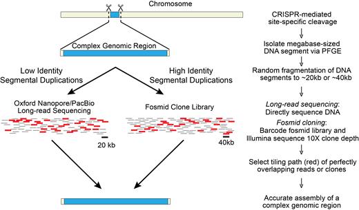 Combining CISMR with sequencing strategies to resolve megabase-sized structurally complex regions of the genome. CISMR isolated DNA segments containing low identity or high identity segmental duplications can be resolved with current long-read sequencing technologies or region-specific clone libraries, respectively. Both approaches are amenable to low inputs of DNA to generate an accurate assembly of the complex genomic region.