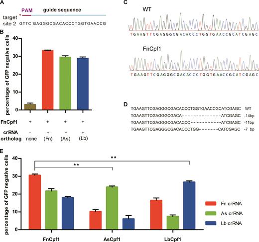 FnCpf1 possesses DNA cleavage activity in human cells. (A) Sequence of GFP target site 2. (B) Cells were co-transfected with plasmids encoding FnCpf1 and plasmids for crRNA expression target site 2. (C) DNA sequence chromatograms of the fragments harboring the target site obtained from the cells treated with FnCpf1 are in a mass, compared with controls. (D) DNA sequence analysis of single individual GFP-negative colonies. Dashes represent the DNA deletions. The number at the right side of each sequence is the length of indel (−, deletion). (E) Comparison of the activity of FnCpf1 with that of AsCpf1 and LbCpf1. Cells was co-transfected with plasmids encoding Cpf1 orthologs (FnCpf1, AsCpf1 and LbCpf1) and plasmids encoding crRNAs target site 1 in various combinations. Error bars, S.E.M.; n = 3; **P < 0.01.