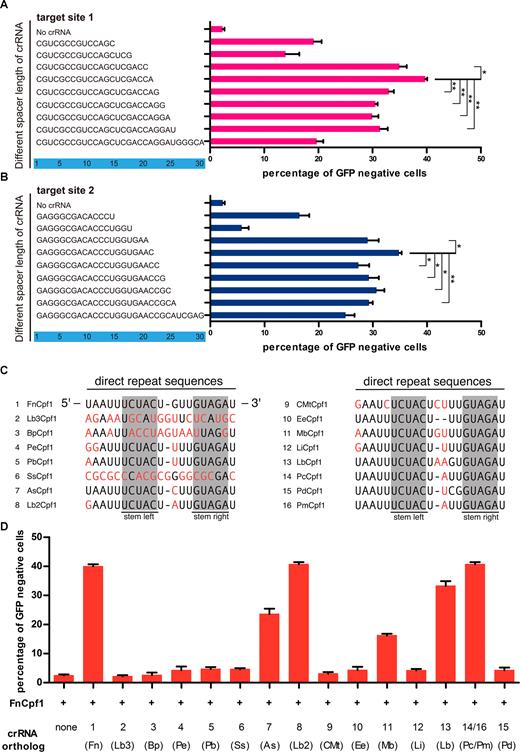 On-target gene editing activities of crRNA with different length of spacer sequence and direct repeat in human cells. (A, B) Lengths and sequences of crRNA spacer regions are shown. Indel frequencies were measured by flow cytometry. The two target sites used are named as previously described. The spacer sequence for FnCpf1 at 21nt could lead to maximum gene editing efficiency. (C) Alignment of direct repeat sequences from the 16 member Cpf1 family. The stem structure is highlighted in gray. Non-conserved sequences are in red. The direct repeats sequence of PcCpf1 (14) is identical with PmCpf1(P.macacae.Cpf1). (D) Cells were co-transfected with plasmids encoding FnCpf1 and plasmids for crRNA expression, of which direct repeats are from 16 Cpf1 members. Error bars, S.E.N.; n = 3; *P < 0.05, **P < 0.01.