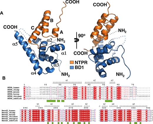 Structure of the N-TPR-BD1 complex. (A) Left: ribbon representation of the N-TPR domain (orange), which is composed largely of α-helices, and the BD1 domain (blue) which is composed of α1-α5 helices packed together to form a heart-shaped structure. A loop not visible in the structure is represented in dotted lines. Right; the N-TPR–BD1 complex has been tilted 90° to give an insight into the interaction interface. (B) Sequence alignment of N-TPR domains from different PICH proteins (upper) and BEN domain 1 from different BEND3 proteins (lower) from different species. The alignment was created using ESPRIPT online software. Identical residues are shown in white text in red boxes. Similar residues are in red text. The key residues involved in the interaction are represented by green squares below.