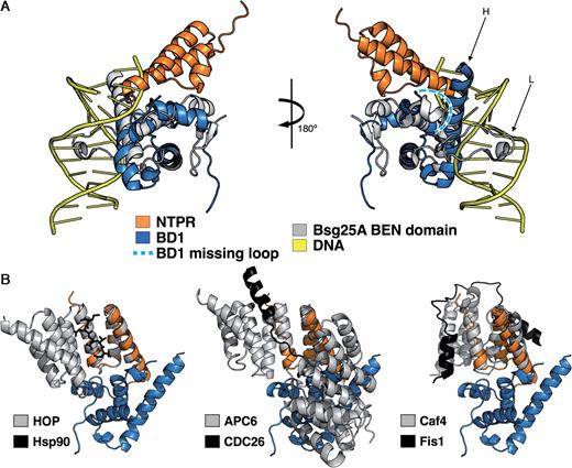 Superimposition of available PDBe structures with N-TPR and BD1 complex. (A) (Left) The Bsg25A BEN domain structure (grey) together with dsDNA (yellow) is superimposed with human BEND3 BD1 (blue). (Right) The superimposed structures have been tilted 180° to see the DNA binding region of the Bsg25A BEN domain. The missing loop from BD1 is highlighted in pale blue with white dots. (B) The N-TPR–BD1 complex structure (blue and orange, respectively) is superimposed with the Hop–Hsp90 structure (gray and black). Note that the helix A of N-TPR is distorted.