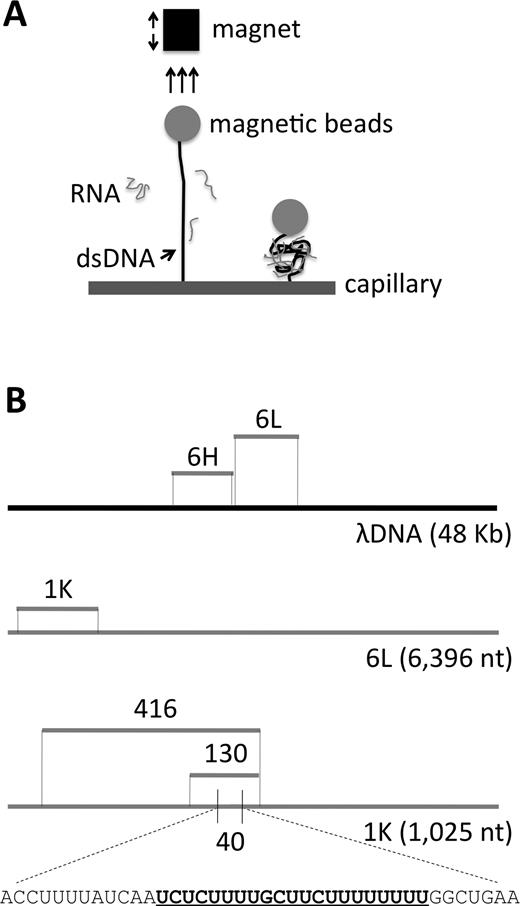 Schematic diagram of the experimental design. (A) Schematic representation of the assay for measuring the extension of dsDNA due to the binding of RNA. (B) Sequences to which analyzed RNAs are homologous. 6L = 6,396-nt low G+C content RNA and 6H = 6,107-nt high G+C content RNA; positions shown relative to full length λ DNA template (black line). 1K = a 1025-nt subsegment of 6L. 416, 130 and 40 are subsegments of 1K. Gray lines denote ssRNAs. A predicted nucleic acid triple helices target site in the 40nt RNA is bold and underlined within the total sequence.