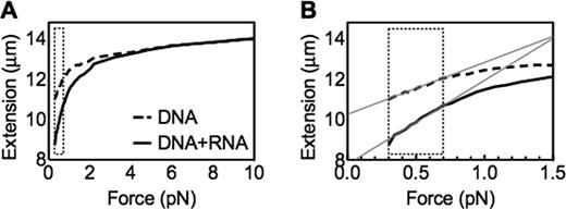 Long ssRNA changes the mechanical property of dsDNA. (A) Representative single force extension curves of λ dsDNA in the presence or absence of long ssRNA 6L (DNA:RNA mol ratio = 1:1000); (B) a zoom-in curve of (A). The dashed brackets indicate the low force region (0.3–0.7 pN). The grey lines indicate the linear trend lines at this region, by which the slopes in Figures 3 and 4 are calculated.
