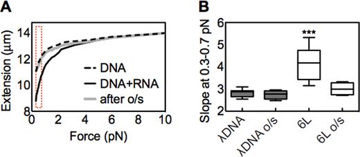 Overstretching (o/s) abolishes the effect of long ssRNA. (A) Representative force extension curves in the presence or absence of ssRNA 6L (DNA:RNA mol ratio = 1:1000). One bead/dsDNA ensemble was initially followed and extended till about 10 pN (black solid curve). Subsequently a small tip was placed on the stack of magnets to achieve forces till about 70 pN (Materials and Methods; text). This bead/dsDNA exhibited a sudden change in extension that corresponds to the overstretching transition (not shown). The magnet was then slowly moved away from the glass surface to allow the molecule to recoil, and the tip was removed from the stack of magnets. Finally a second curve was measured with the stack of magnets up to a force of about 10 pN (gray curve). A typical force–extension curve for λ dsDNA in the absence of RNA is shown for comparison (dashed curve). The dashed bracket indicates the low force region (0.3–0.7 pN). (B) The box-and-whisker plot (Materials and Methods) displays the slope changes at low force region (0.3–0.7 pN) before or after overstretching (o/s). The statistical analysis was performed for λ dsDNA before overstretching versus all other samples. n = 10, ***P < 0.0001.