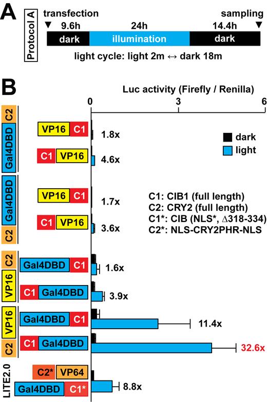 Optimization of the CRY2/CIB1-based system to control transcription with light. (A) The illumination protocol used is shown. (B) Optimization of fusion combinations of CRY2 (C2), CIB1 (C1), LITE2.0 constructs, Gal4DBD and VP16 (n = 7–8 in three independent experiments, mean ± s.d.).