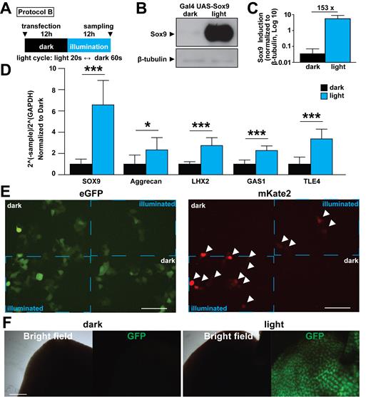 in vitro and in vivo utilization of NLOV-GI optogenetic system. (A) Illumination protocol used in B–D is indicated (blue LED, 447.5 nm, 0.5 mW, 6.25 μW/mm2). (B) Representative western blotting image of NLOV/GI inducing Sox9 gene expression in HEK 293T cells. (C) Quantification of Sox9 protein bands in dark and light conditions. The expression of Sox9 was normalized to β-tubulin expression (n = 8, mean ± s.d.). (D) Quantification of SOX9, Aggrecan, LHX2, GAS1 and TLE4 transcripts in HEK 293T cells with NLOV/GI-based Gal4 UAS Sox9 in dark and light conditions using quantitative RT-PCR (*P < 0.05, ***P < 0.001 n = 8, mean ± s.d.). (E) Fluorescent images of live cells transfected with NLOV/GI, Gal4 UAS mKate2 with eGFP as a transfection control. Dotted blue boxes delineate the illuminated sections of the cell area showing spatial control of NLOV/GI. White arrowheads indicate mKate2 positive cells (blue Digital Micromirror Device 475 nm, 36 μW/mm2). Scale bar, 100 μm. (F) Representative images of mouse livers from mice after illumination (dark (left), light (right)) using Gal4-UAS-dsGFP with Gal4DBD-NLOV (H105L) and FLAG-GI-VP64 with HTV plasmid injection method (n = 6). Scale bar, 1 mm.