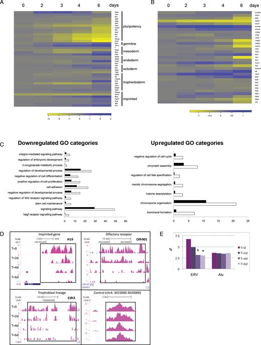 Timecourse analyses of gene expression and H3K9me3 histone modification marks in inducible conditional Setdb1 tm1c/tm2 mutant ES cells compared to control Setdb1 tm1c/+ ES cells following 4′OHT treatment and conversion of the conditional tm1c allele to the null tm1d allele. (A) Heatmap of changes in gene expression of pluripotency associated genes, lineage markers and imprinted genes by DNA microarray, following Setdb1 ablation. (B) Heatmap shows complex changes in expression of chromatin and epigenetic factors, in Setdb1 null ES cells. Key to log-fold-change values are below each heatmap. Negative values, indicating downregulation in Setdb1 null ES cells, are shown in yellow; positive values, indicating upregulation in Setdb1 null ES cells, are shown in blue. (C) GO Biological Processes analysis of up- or downregulated genes at a single timepoint early after Setdb1 ablation in ES cells. Categories enriched in Setdb1 tm1d/tm2 mutant versus +/tm1d control ES cell gene expression datasets after a 2-day 4′OHT treatment (same datatset as day 2 in heatmaps) are shown. White bars represent the number of genes observed while black bars represent the number of genes expected by chance in each GO category (P < 0.02). (D) ChIP-seq H3K9me3 profiles at selected loci in Setdb1 tm1c/tm2 mutant ES cells at timepoints before and following a 48 h 4′OHT treatment. T = 0, untreated cells at start of timecourse; T = 2d/4d/6d, 2/4/6 days after start of 4′OHT treatment. (E) The percentage of reads present on endogenous retrovirus repeats (ERVs) or Alu repeats during the same timecourse as in (D), * indicates sample significantly different to T = 0 sample, P < 0.01 (Fisher’s Exact test) with the additional requirement of >1.5-fold change between the profiles.
