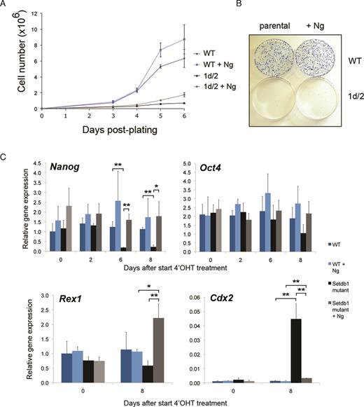 Effect of enhancing pluripotency-promoting conditions by constitutively expressing transgenic Nanog (+Ng) on inducible conditional Setdb1 mutant ES cell lines. (A) Growth of Setdb1 tm1d/tm2 mutant +Ng ES cells remains compromised, while control wild-type (WT) JM8 ES cells (without or +Ng) show robust growth characteristics. Cells were plated following a 48 h 4′OHT treatment and counted at the time intervals indicated. Results show the mean with error bars indicating the s.d. of three independent experiments. Data shown are from one representative cell line per genotype; similar results were obtained using three additional independent cell lines per genotype. (B) Setdb1 tm1d/tm2 mutant +Ng ES cells plated at low density remain unable to form normal sized colonies of undifferentiated ES cells, whereas 4′OHT treated control WT JM8 ES (without or +Ng) cells generate robust ES cell colonies. Cells were stained with methylene blue 8 days after plating on 10 cm tissue culture dishes. (C) Analysis of gene expression by quantitative RT-PCR at indicated timepoints before and following a 48 h 4′OHT treatment of Setdb1 tm1c/tm2 (becoming tm1d/tm2 after treatment) mutant ES cells (Setdb1 mutant) and control JM8 ES cells (WT), each +Ng, compared to the respective parental cell lines without the Nanog transgene. Results show mean ± s.d. of three independent experiments; asterisks indicate statistically significant differences between sample groups indicated with a bar (*, P < 0.025, **, P < 0.01; two-tailed Student’s t-test).