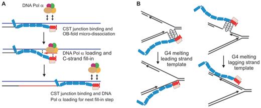 Models for CST mechanism of action. (A) Model illustrating how junction recognition and dynamic binding could lead to Pol α loading on the telomeric G-strand overhang to achieve C-strand fill-in. (B) Model for how CST binding could relieve genome-wide replication stress by promoting G4 unfolding. Oblongs represent individual OB folds in CTC1, STN1 and TEN1