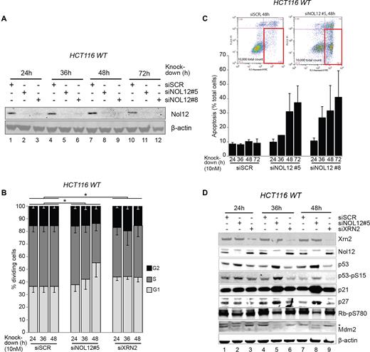 Nol12 knockdown causes G1/S arrest and apoptosis. (A) HCT116 WT cells were transfected with 10nM of silencing RNAs, siSCR (control), siNOL12#5 or siNOL12#8, for the times indicated. Whole cell extracts (WCEs) of siRNA-treated cells were resolved on 4–12% Bis–Tris gradient gels, transferred to PVDF membrane and blotted with the indicated primary antibodies. Knock-down efficiency of NOL12-targeting siRNAs was tested by aprobing membrane with an anti-Nol12 antibody (Sigma). Beta-actin was used as a loading control. (B) HCT116 WT cells were transfected with siSCR, siXRN2, or siNOL12#5 (10 nM) for the times indicated. Propidium iodide (PI)-stained DNA content was quantified by FACS, and G1 (2n), S (2n-4n) and G2 (4n) populations determined. Data represent mean ± S.D. for five independent experiments. *P < 0.05 by Student's two-tailed t-test on area under the curve (AUC) of G1 or AV+ PI− populations as appropriate. (C) HCT116 WT cells were transfected with siSCR, siNOL12#5, or siNOL12#8 (10 nM) for the times indicated. Annexin V-FITC-positive, PI-negative apoptotic cells (gated, inset) were quantified by FACS. Data represents mean±s.d. for two independent experiments. (D) HCT116 WT cells were transfected with siSCR, siXRN2, or siNOL12#5 (10 nM) for the times indicated. Whole cell extracts (WCEs) of siRNA-treated cells were resolved on 4–12% Bis–Tris gradient gels, transferred to PVDF membrane and blotted with the indicated primary antibodies (Supplementary Table S7). Representative images of biological replicates are shown. Asterisk denotes the double phosphorylated form Mdm2-pS166/pS186/S188.