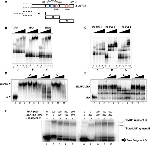 In vitro characterization of TIAR and ELAVL1 binding sites of SNCA 3′UTR short. (A) Schematic representation of the sequence of SNCA 3′UTR S and TIAR/ELAVL1 binding sites previously identified by CLIP. The sequence of the 3′UTR S is divided into three fragments (A, B and C) of ∼190 nt each to test the binding ability of TIAR and ELAVL1. (B) RNA electrophoretic mobility shift assay (REMSA) of fragments A, B and C of SNCA 3′UTR S upon incubation with increasing concentrations of GST-tagged TIAR protein (0, 100, 200, 500 nM). (C) RNA electrophoretic mobility shift assay (REMSA) of fragments A, B and C of SNCA 3′UTR S upon incubation with increasing concentrations of GST-tagged ELAVL1 protein (0, 100, 200, 500 nM). (D) Competition gel shift assay showing binding specificity of TIAR protein for fragment B. Lane 1. Probe B alone, Lane 2. Probe B with 200 nM TIAR, Lane 3–11. Probe B with 200 nM TIAR in presence of 0.1, 1 and 10 nM of cold probe A, B and C. (E) Competition gel shift assay showing binding specificity of ELAVL1 protein for fragment B RNA. Lane 1. Probe B alone, Lane 2. Probe B with 100 nM ELAVL1, Lane 3–11. Probe B with 100 nM ELAVL1 in presence of 0.1, 1 and 10 nM of cold probe A, B and C. (F) Competition assay. Labeled fragment B was incubated with 200 nM of TIAR (lane 2) or 200 nM of ELAVL1 (lane 7). Competition between TIAR and ELAVL1 was performed by incubating fragment B with constant amount of TIAR (200nM) and increasing amount of ELAVL1 (lanes 3, 4 and 5) or constant amount of ELAVL1 (200nM) and increasing amounts of TIAR (lanes 8, 9 and 10).