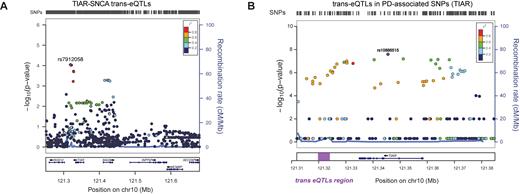 SNCAtrans expression Quantitative Trait Loci (trans-eQTLs) analysis of TIAR and ELAVL1. (A) SNCAtrans-eQTLs analysis in the region chr10:121250246–121682830 (hg19) spanning from 84 kb upstream TIAR gene to 94 kb downstream neighboring INPP5F gene. The analysis, performed using GTEX data available for human hippocampus tissue (n = 81), shows highly significant SNCA trans-eQTLs P-values (P-values < 10−9) for a group of SNPs downstream TIAR gene (red and purple dots). A locus zoom graph shows that the significant SNCA trans-eQTLs in TIAR region present the typical pattern of linkage disequilibrium (LD) decay of association signals, with a top-associated SNP and other surrounding associated SNPs in progressively decaying LD values (‘Recombination rate’ on right y-axes). (B) PD-associated SNPs from previous GWAS studies (58) in the genomic region of chromosome 10 including TIAR gene. The –log(P-value) is represented on the left y-axes, while the ‘recombination rate’ is represented on the right y-axes. The region downstream TIAR locus where significant SNCA trans-eQTLs map is highlighted with a purple rectangle.