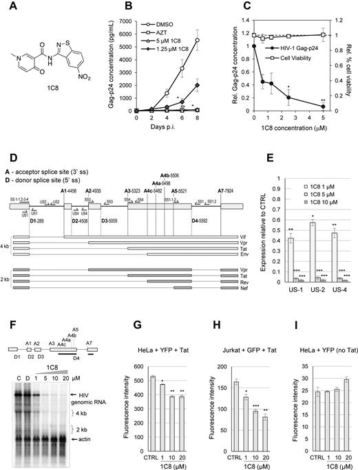 Effect of 1C8 on HIV-1 expression. (A) Chemical structure of 1C8. (B) Effect of 1C8 on HIV-1 replication in PBMCs. Assay monitoring HIV-1 BaL virus replication over a period of eight days post-infection (p.i.) as measured by Gag-p24 antigen by ELISA (n > 3, 3–4 donors). PBMCs were infected with HIV-1 BaL (MOI < 0.01) and treated on days 0 and 4 post-infection with DMSO, AZT (3.74 μM), or 1C8 at the concentrations indicated. Error bars indicate standard error of the mean (SEM) of replicate wells from an independent experiment. (C) Effect of increasing concentrations of 1C8 on cell viability in PBMCs. Culture supernatants were measured for Gag-p24 antigen by ELISA and expressed relative to DMSO treatment (n ≥ 3, *P ≤ 0.05, **P ≤ 0.01 and ***P ≤ 0.001). The effect of the compounds on cell viability was measured by trypan blue exclusion as a percentage of total cells and expressed relative to percent cell viability with DMSO treatment. (D) Map of donor and acceptor splice sites (5΄ss and 3΄ss, respectively) used for the production of the major HIV mRNAs. The main viral proteins produced from each mRNA are indicated. (E) Quantitative RT-PCR assays from HeLa-HIV cells treated with 1C8. Histograms depicting the impact of 1C8 on amplicons derived from unspliced segments of HIV-1 transcripts. The intensity of products was normalized relative to the amount produced in the controls (which corresponds to an arbitrary unit value of 1). (F) Northern analysis of HIV-1 transcripts following treatment with various concentrations of 1C8 for 24 h. The HIV probe is indicated by a black line below the HIV map. A β-actin probe was used to reveal loading variations. Positions of 4 and 2 kb species are indicated. (G) HeLa cells were co-transfected with a HIV-YFP plasmid and a CMV-Tat plasmid in the presence of the indicated concentrations of 1C8. Total YFP fluorescence of YFP positive cells was measured 36 h post-transfection. (H) Jurkat cells were co-transfected with a HIV-YFP plasmid and a CMV-Tat plasmid in the presence of the indicated concentrations of 1C8. Total YFP fluorescence of YFP positive cells was measured 36 h post-transfection. (I) HeLa cells were transfected with the HIV-YFP plasmid in the presence of the indicated concentrations of 1C8. Total YFP fluorescence of YFP positive cells was measured 36 h post-transfection. In all cases, asterisks represent significant P values (two-tailed Student's t test) comparing the means between 1C8-treated samples and their respective controls; *P < 0.05, **P < 0.01 and ***P < 0.001.