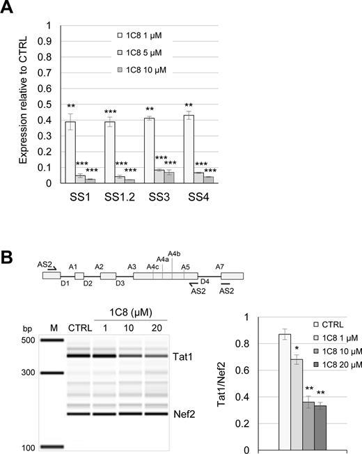 Effect of 1C8 on HIV-1 splicing. (A) Quantitative RT-PCR assays from HeLa-HIV cells treated with 1C8. Histograms depicting the impact of 1C8 on selected amplicons produced with the primers indicated in Figure 1A. The intensity of products was normalized relative to the amount produced in the controls (which corresponds to an arbitrary unit value of 1). (B) Map of donor and acceptor splice sites (5΄ss and 3΄ss, respectively) used for the production of the major HIV-1 mRNAs. The AS2 set of primers was used to monitor the production of Tat1 and Nef2. Endpoint RT-PCR assay from HeLa-HIV cells treated with 1C8. Representative electropherograms showing the Tat1 (D1/A3) and Nef2 (D1/A5) amplicons. Histograms depicting the impact of 1C8 on Tat1 and Nef2 production. In both panels, asterisks represent significant P values (two-tailed Student's t test) comparing the means between 1C8-treated samples and their respective controls; *P < 0.05, **P < 0.01 and ***P < 0.001.