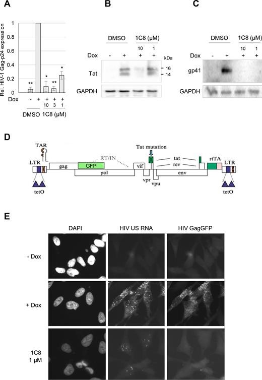Impact of 1C8 on HIV-1 protein expression and localization of unspliced viral pre-mRNA. HeLa-HIV cells were treated with either DMSO or 1C8 at the indicated doses for 4 h prior to addition of doxycycline (Dox) to induce provirus expression. Twenty-four hours after Dox addition, cells were harvested and viral protein levels were assessed by ELISA for HIV Gag-p24 (A) or immunoblots for viral proteins Tat (B) and Env-gp41 (C). In panel A, asterisks represent significant P values (two-tailed Student's t test) comparing the means between 1C8-treated samples and their respective controls; *P < 0.05, **P < 0.01 and ***P < 0.001. (D) Structure of the HIV-1 provirus used to generate the HeLa cell line with the GagGFP fusion. The provirus has elements (TetO sites, rtTA) required for regulation by doxycycline (Dox). (E) Effect of 1C8 on HIV-1 unspliced (US) RNA localization. Cells were incubated in the absence (–) or the presence (+) of Dox for 24 h, then fixed, stained with DAPI and imaged using a Leica DMR epifluorescent microscope. HeLa HIV GagGFP cells were treated with either DMSO or 1C8 (1 μM) for 4 h prior to addition of Dox to induce provirus expression. Twenty-four hours after Dox addition, cells were fixed and HIV-1 US RNA localization was determined by in situ hybridization. Magnification 600×.