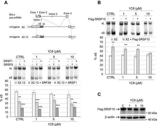 Impact of 1C8 on the activity of SRSF1, SRSF9 and SRSF10. (A) 293 cells were co-transfected with a plasmid carrying Bcl-x minigene X2.13 and a plasmid containing the CMV promoter driving the expression of the SRSF1 or SRSF9 cDNA, as described previously in Cloutier et al. (30). The assay was performed in the presence of the indicated concentrations of 1C8. A map of the Bcl-x gene is shown on top to illustrate portions used to create minigenes X2.13 and X2 (see panel B). The position of the 5΄ splice of Bcl-xS (xS) and Bcl-xL (xL) is shown as well as the position of primers used in the RT-PCR assays. (B) 293 cells were co-transfected with the Bcl-x minigene X2 and a Flag-SRSF10 plasmid in the presence of the indicated concentrations of 1C8. The percentage of Bcl-xS over the sum of both Bcl-xS and Bcl-xL is shown in histograms. (C) Immunoblot performed to monitor the expression of Flag-SRSF10. In all cases, asterisks represent significant P values (two-tailed Student's t test) when comparing the means between samples and their respective controls; *P < 0.05, **P < 0.01 and ***P < 0.001.