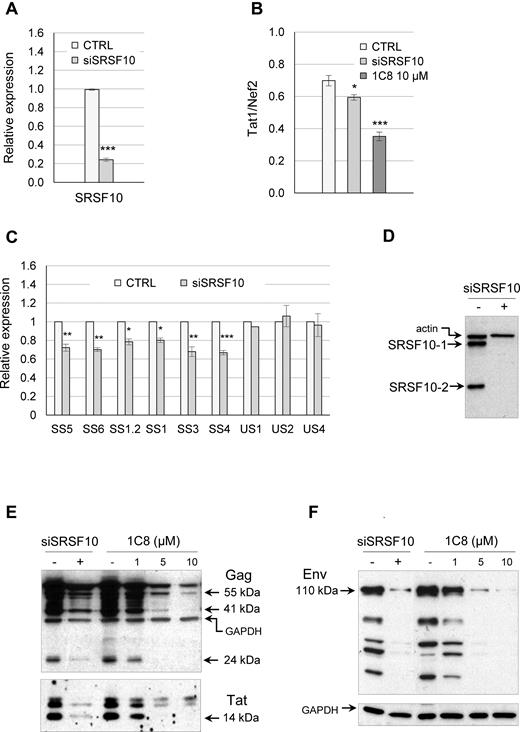 Impact of the depletion of SRSF10 on HIV-1 expression. (A) Quantitative RT-PCR was used to assess the level of depletion of endogenous SRSF10 in the HeLa-HIV cell line. (B) The AS2 set of primers was used to monitor the production of Tat1 and Nef2. Endpoint RT-PCR assay from HeLa-HIV cells depleted of SRSF10 by siRNA or treated with 10 μM of 1C8. The histograms show the impact of the depletion and of 1C8 on the ratio of Tat1 and Nef2 products. (C) Using primer pairs described in Figure 1D, quantitative RT-PCR assays were performed on RNA from HeLa-HIV cells treated with siSRSF10. The intensity of products in histograms was normalized relative to the amount produced in the controls (which corresponds to an arbitrary unit value of 1). Asterisks indicate significant P values when comparing the difference between the means of values from samples treated with siSRSF10 versus values from mock-treated samples; *P < 0.05, **P < 0.01 and ***P < 0.001. (D) Knockdown of SRSF10 with siSRSF10 as verified by immunoblotting. (E) Western analysis of HIV-1 Gag, Tat and Env proteins. Equivalent loading was confirmed by reprobing blots with anti-GAPDH antibody.