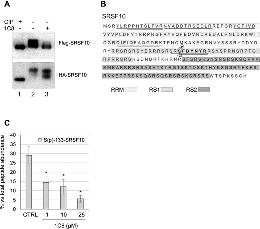1C8 affects the phosphorylation of SRSF10. (A) Total cellular extracts of HeLa-HIV cells transfected with Flag-SRSF10 or HA-SRSF10 expression plasmids were prepared 24 h after treatment or not with 20 μM of 1C8. Aliquots of extract from untreated cells were incubated with or without calf intestinal phosphatase (CIP) for 15 min at 37°C. Extracts were fractionated on a denaturing gel and proteins were transferred on nitrocellulose to reveal tagged SRSF10. (B) Amino acid sequence of the SRSF10-1 protein showing the different domains (RRM, RS1 and RS2) in shaded boxes. The SRSF10 peptides identified by LC–MS/MS analysis after immunoprecipitation of cellular extracts with the anti-Flag antibody are underlined, while the SFDYNYR peptide which carries a phosphorylated serine at position 133 is shown in bold. (C) The percentage of phosphorylated SFDYNYR relative to the non-phosphorylated version recovered from HeLa-HIV cells treated with the indicated doses of 1C8 is plotted. Asterisks represent P values (two-tailed Student's t test) comparing the means between 1C8-treated samples and the control; *P < 0.05, **P < 0.01 and ***P < 0.001.