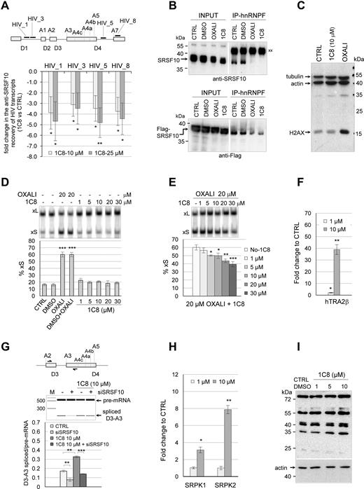 1C8 affects the interaction of SRSF10 with HIV-1 transcripts and splicing factors. (A) The RNA recovered from anti-Flag immunoprecipation of extracts from HeLa-HIV cells treated or not with 1C8 was quantitated by RT-PCR using primers mapping to different portions of the HIV-1 pre-mRNA. The approximate position of amplicons on the HIV-1 genome is shown on top (HIV_1, HIV_3, HIV_5 and HIV_8). For each amplicon, the fold change between values in the 10 or 20 μM samples of 1C8 versus the non-treated control is plotted. (B) Immunoprecipitation of SRSF10 (top panel) and 3XFlag-SRSF10 (bottom panel) was performed with anti-hnRNP F antibodies using extracts prepared from non-treated 293 cells (CTRL) or treated with DMSO, 20 μM oxaliplatin, or 20 μM 1C8. The input content of SRSF10 and 3XFlag-SRSF10 in various samples is shown and represents 1/50th of the samples used for the immunoprecipitation. Immunoprecipitates were fractionated on gel and proteins were transferred to nitrocellulose that were decorated with anti-SRSF10 and anti-Flag antibodies. ‘xx’ indicates the large immunoglobulin subunit used for the immunoprecipitation that reacts with the secondary antibody. (C) Total proteins from control 293 cells and cells treated for 24 h with 20 μM 1C8 or 20 μM of oxaliplatin were fractionated by SDS-PAGE gel and transferred to nitrocellulose that was decorated with antibodies against phosphorylated H2AX, β-actin and tubulin. (D) The impact of 1C8 on Bcl-x splicing was tested by treatment of 293 cells for 24 h with the indicated concentrations of 1C8 and oxaliplatin. Total RNA was extracted and the Bcl-x splicing profile was revealed by RT-PCR. (E) The indicated concentrations of 1C8 were added to 293 cells one hour before adding 20 μM of oxaliplatin. After 24 h, total RNA was extracted and the percentage of Bcl-xS mRNA splice variant was determined. (F) The recovery of hTRA2β peptides from the anti-Flag immunoprecipitation of ribonuclease-treated samples was quantitated by LC–MS/MS analysis after normalization for equivalent of SRSF10 in all recovered samples. The presence of the hTRA2β peptides in the 1C8-treated samples was compared with control mock-treated samples. The mean fold change of recovered hTRA2β peptides is shown. (G) Impact of 1C8 and siSRSF10 on HIV-1 D3/A3 splicing in HeLa-HIV cells. Primer pairs indicated on top were used to perform endpoint RT-PCR, allowing to amplify both unspliced and spliced products. Analysis and visualization of amplified products were done using the LabChip HT DNA assay on a Caliper LC-90 automated microfluidic station. Typical electropherograms are shown, as well as histograms from an assay done in triplicate.(H) Similar to panel F, the mean fold change of SRPK1 and SRPK2 peptides recovered from 1C8-treated and mock-treated samples is shown in histograms. (I) Immunoblot with mAb104, which recognizes a phosphoepitope shared by the major SR proteins (51). The blot used gel-fractionated protein samples from HeLa cells treated for 18 h with the indicated concentrations of 1C8. In panels A and D–H, asterisks represent P values (two-tailed Student's t test) comparing the means between samples and their respective controls; *P < 0.05, **P < 0.01 and ***P < 0.001.