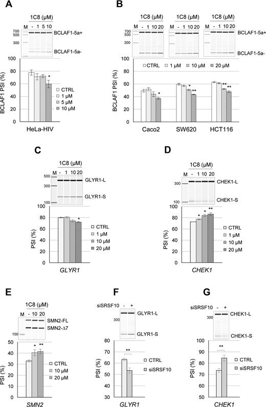 1C8 and the alternative splicing of SRSF10 and hTra2β target transcripts. (A) HeLa-HIV cells and (B) Caco2, SW620 and HCT116 cells were treated with the indicated concentrations of 1C8. After 24 h, total RNA was extracted and BCLAF1 splicing products were determined by endpoint RT-PCR. Analysis and visualization of amplified products were done using the LabChip HT DNA assay on a Caliper LC-90 automated microfluidic station. Electropherograms and mean of percent splicing index (PSI) values are shown. (C and D) HeLa-HIV cells and (E) Sma77 cells derived from a SMA patient were treated with the indicated concentrations of 1C8. The splicing products of GLYR and CHEK1 in HeLa-HIV cells and SMN2 in Sma77 cells were quantitated as described above and the means of percent splicing index (PSI) values are shown, as well as representative electropherograms. (F and G) Cells were also treated with siSRSF10 and the impact of this treatment on the alternative splicing of the indicated transcripts was monitored.