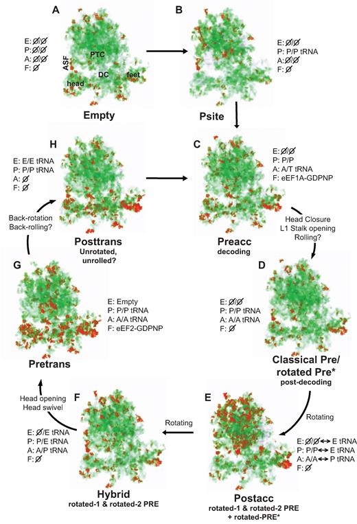 Mapping entropy distribution through the translation elongation cycle: the LSU is activated first, followed by the SSU. Eight different ribosome complexes were biochemically isolated and characterized by hSHAPE. The hSHAPE data were mapped to the atomic resolution ribosome structure (35) and converted to 3 Å voxels in which red represents volumes of high flexibility, green medium flexibility and white low flexibility. (A) Empty ribosomes. (B) P site occupied (by Ac-PhetRNAPhe). (C) Pre-accommodation complex. (D) Classical states complex. (E) Postaccomodation complex. (F) Hybrid states complex. (G) Pre-translocation complex. (H) Posttranslocation complex. In each panel, E denotes the occupancy state of the ribosomal E site, P denotes the P site, A refers to the A site, and F indicates the occupancy status of the elongation factor binding site. Ø indicates that these sites are unoccupied, P/P and AA/ are classical state peptidyl- and aminoacyl-tRNA, respectively, and P/E and A/P denote hybrid state tRNAs. PTC: peptidyltransferase center; DC: decoding center; ASF: A-site finger (H38); head: small subunit head structure. A full rendering of these states in 3D is shown in Supplementary Video 1.