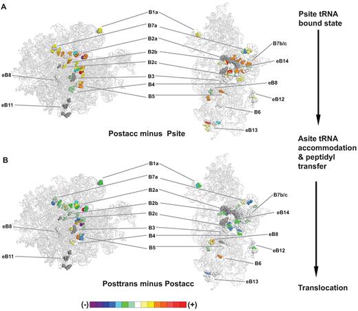 Intersubunit bridge nucleotides reverse their flexibility patterns as the ribosome progresses from accommodation through translocation. hSHAPE data were applied to the atomic resolution structure of the yeast ribosome, using the color scheme indicated at bottom (described in Supplementary Figure S2) to represent relative changes in the flexibilities of nucleotides participating in the indicated intersubunit bridges. (A) Postaccommodation complex nucleotide flexibility values were compared to those of P site occupied ribosomes. (B) Posttranslocation complex flexibility values were compared to those of the postaccommodation complex.