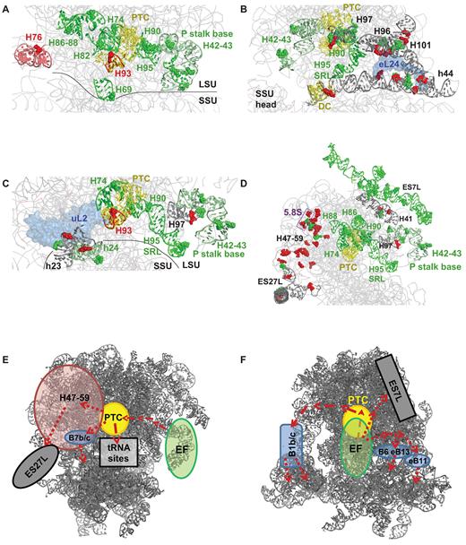 Correlated and anti-correlated changes in base flexibility reveal of allosteric communication pathways in elongation factor bound ribosomes. hSHAPE data were analyzed to identify rRNA nucleotides which display similar changes in chemical reactivity with one another through the elongation cycle. These are listed in Supplementary Table S4. These were mapped to the 5.5 Å cryo-EM model of the translating eukaryotic ribosome (99), in which red colored nucleotides show linked loss of flexibility and green nucleotides have linked increased flexibility. The helices in which these nucleotides are located are shown with matching colors or gray for helices harboring both red and green residues. Selected ribosomal proteins are colored light blue. These analyses reveal nucleotides and helices joining the P stalk base (H42–43) with the following. (A) The PTC, tRNA binding sites (A, P, E). (B) The PTC, SRL, intersubunit bridges B6, eB11, eB13. (C) Intersubunit bridge B7b/c. (D) Expansion segment 7L, the PTC, 5.8S, LSU Domain III (H47–59), and expansion segment 27L. Taken as a whole, two different possible allosteric communication pathways are mapped. (E) One extending from the elongation factor binding site (EF) to the PTC from where it branches out to the tRNA binding pockets, to ES27L through Domain III (H47–59), or to the small subunit through bridge B7b/c. (F) A second network maps from the elongation factor binding site to the small subunit through intersubunit bridges B1b/c, B6, eB11 and eB13.