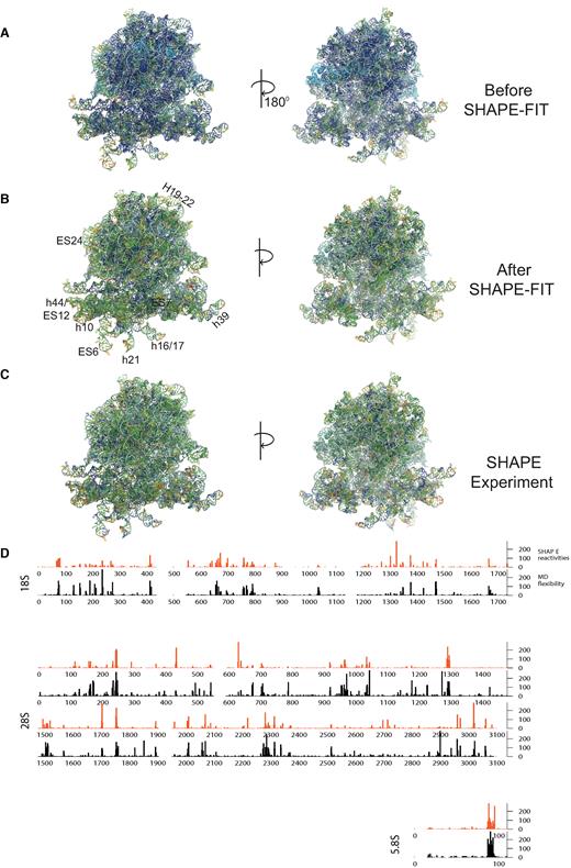 The pre-translocation ribosomal complex RNAs colored according to the log-normalized SHAPE reactivity computed from simulation and measured by experiments. Reactivity of each nucleobase is computed from the angle fluctuations between the two consecutive bases using all atom molecular dynamics simulations. Proteins that are included in the simulations are omitted for clarity. (A) The computed reactivity using the standard potential energy function. (B) Result of computed reactivity after forcefield parameters were optimized based on experimental SHAPE data using SHAPE-FIT method. (C) hSHAPE reactivity from the experiments for comparison. (D) Base by base comparison of computed and measured SHAPE reactivity of 80S empty ribosome RNAs after the forcefield parameters were optimized using SHAPE.
