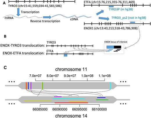 Sites targeted by multiple translocations. (A) TYRO3 is located on the q-arm of chromosome 15 at 41 Mb position whereas the pseudogene TYRO3P is located on the same arm at 76 Mb position within an intron of ETFA gene. Intronless TYRO3P shares two regions of homology with TYRO3 coding sequence (1–719 bp of TYRO3P align to 1791–2518 bp of TYRO3 and share 91% identity; and 776–860 bp of TYRO3P align to 2516–2602 bp of TYRO3 and share 99% identity), indicating that TYRO3P likely arises from the retrotransposition of a TYRO3 transcript. (B) The high frequency of read pairs supporting ENOX1-TYRO3 or ENOX1-TYRO3P/ETFA translocations observed in normal and lung cancer samples in this study suggests the misclassification of variant due to incompleteness of the reference genome. The discordant reads likely come from the undocumented retrotransposition of TYRO3 (TYRO3_ps2) to the ENOX1 locus in the reference genome. Since this new putative retrotransposition is not documented in the reference genome, read pairs coming from this region of interest will not have proper mapping of one of the mates. This conclusion is consistent with recently reported retroCNV insertion of TYRO3 mRNA at ENOX1 loci (Accession number: nssv1607697) (20,21). (C) The biggest site involved in multiple translocations exclusively in one cancer sample. The colours represent cluster regions of the same translocation. The regions on chromosome 11 are within genic regions and do not possess significant similarities between each other whereas the regions on chromosome 14 contain MER52D (ERV1 family) retrotransposon sequence.