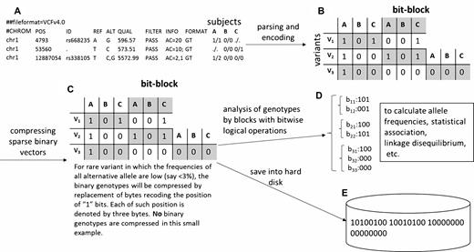 Illustration of the bit-block encoding of genotypes in KGGSeq. Note: (A) The genotypes in a text file with the standard variant cell format (VCF) format; Genotypes of three subjects at three different variants are shown as an example. The first two variants have missing genotypes ‘./.’. (B) The genotypes are encoded into binary bits (http://grass.cgs.hku.hk/limx/kggseq/doc10/UserManual.html#BinaryOutputs) and stored by blocks. The size of a block is equal to the number of subjects. The consecutive blocks are marked by different colors. (C) For rare variants, say, minor allele frequency <1%, only a tiny fraction of bits has the value ‘1’. The corresponding indices of bit ‘1's are stored in a hash set and the original space storing the genotype bits is cleaned. (D) The bit block variants can be used to speed up some time-consuming analyses. (E) The bit blocks can be stored in a hard disk in binary format by the unit of bytes. A byte contains 8 bits. The first two bytes are magic numbers for validating the KGGSeq bit-block format. The third byte tells whether genotypes are unphased (00000000) or phased (00000001). The genotypes start from the fourth byte. In this example, the fourth and fifth bytes denote genotypes of V1 and V2. The sixth and seventh bytes denote genotypes of V3.