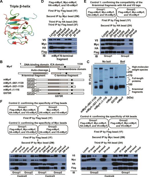 Myrf N-terminal fragments form homo-trimers. (A) A triple β-helix (derived from PDB ID: 3GW6). (B) Schematic diagram of the constructs. (C) The constructs in panel B were expressed in HEK293FT cells. Cell lysate was subject to SDS-PAGE with 0.1% of SDS in a cold room. (D) Sequential immunoprecipitation. Flag-, Myc-, HA-, and V5-mMyrf were co-expressed in HEK293FT cells. Cell lysate was subject to immunoprecipitation with Flag beads, generating the ‘1F’ sample. Bound proteins were eluted by Flag peptides. The eluate was subject to immunoprecipitation with Myc beads, along with 5% milk to block non-specific binding, generating the ‘2M’ sample. Bound proteins were eluted by Myc peptides. One half of the eluate was subject to immunoprecipitation with HA beads, along with 5% milk, generating the ‘3H’ sample. The other half was subject to immunoprecipitation with Flag beads, along with 5% milk, generating the ‘3F’ sample. (E) Control immunoprecipitation experiment to confirm that HA- and V5-mMyrf N-terminal fragments can be found in the same complexes. (F) Control immunoprecipitation experiments to confirm the specificity of each immunoprecipitation step of the sequential immunoprecipitation experiment. Of note, Group 1 of Control 4 is the sequential immunoprecipitation experiment shown in panel D, which is why the immunoblot result in panel D is replicated here. IB: immunoblotting.