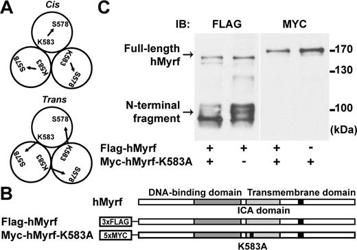 The auto-cleavage of Myrf proceeds in cis. (A) The catalytic dyad of hMyrf consists of S578 and K583. In the cis configuration, both catalytic residues come from the same Myrf polypeptide in the homo-oligomer. In the trans configuration, they come from different polypeptides. (B) Schematic diagram of the constructs. (C) Flag-hMyrf and Myc-hMyrf-K583A were transfected into HeLa cells alone or together to distinguish between the cis or trans configuration. Cell lysate was subject to SDS-PAGE. IB: immunoblotting.