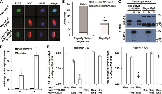 Myrf N-terminal fragments form homo-trimers prior to ER release. (A) Flag-hMyrf and Myc-hMyrf-K583A were transfected into CG4 cells alone or together to determine the subcellular localization of their N terminal fragments. Scale bar, 10 μm. (B) The immunofluorescence result in panel A was quantified by cell counting. The binomial test showed that the N-terminal fragments of Flag-hMyrf were found outside the nucleus more frequently in the presence of co-expressed Myc-hMyrf-K583A (P value < 5.72 × 10−119). (C) Flag-mMyrf and Myc-mMyrf-K592A were co-transfected into HEK293FT cells. Cell lysate (‘L’) was subject to immunoprecipitation with Myc beads, leading to the bound (‘B’) and sup (‘S’) fractions. Flag-mMyrf-Δ750-1139 was used for a control immunoprecipitation experiment. (D) Two luciferase reporters (126 and 320), chosen from the published Myrf ChIP-seq data (14), responded well to transfected Myrf. The response of pGL3-promoter was set to 1, and the reported values are means and standard errors of 3 biological replicates. *P < 0.05 by two-tailed one sample Student's t test with Bonferroni correction for multiple hypothesis testing. (E) Luciferase assay determining how the co-expression of mMyrf-K592A affects the transcriptional activity of mMyrf or mMyrf-Δ750-1139. The transcriptional activity of mMyrf was set to 1, and the reported values are means and standard errors of 4 biological replicates. Two-way ANOVA showed that there was a significant interaction between the type of mMyrf (mMyrf or mMyrf-Δ750-1139) and the amount of co-expressed mMyrf-K592A. *P < 7.5 × 10−6 for 320, and P < 0.01 for 126. Post-hoc analysis indicated that mMyrf-K592A significantly suppressed the transcriptional activity of mMyrf, but not mMyrf-Δ750–1139. *P < 0.0003 for 320 and P < 0.02 for 126. IP: immunoprecipitation. IB: immunoblotting.