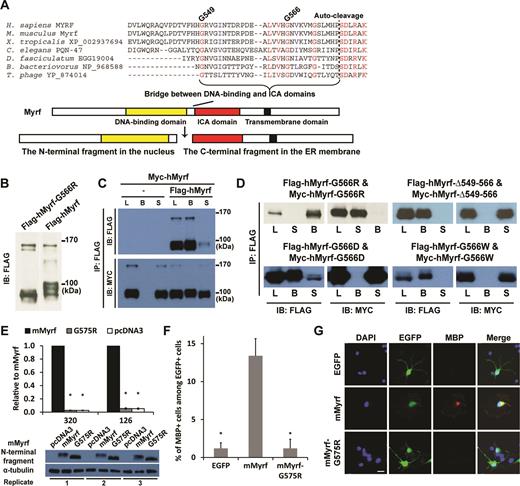 Homo-trimerization is mediated by the bridge region between the DNA-binding and ICA domains and is essential for the functions of Myrf N-terminal fragments. (A) Multiple sequence alignment of the bridge region. (B) The G566R mutation did not interfere with the proteolytic processing of hMyrf. (C) An immunoprecipitation experiment showed that hMyrf N-terminal fragments self-associate, as reported before (14,15). (D) The self-association of hMyrf N-terminal fragments is not observed for the mutants. Same constructs with Flag and Myc tags were co-expressed in HEK293FT cells. Cell lysate (L) was subject to immunoprecipitation with Flag beads, leading to the bound (B) and sup (S) fractions. (E) The transcriptional activity of mMyrf-G575R is much weaker than that of mMyrf and is in fact as low as that of pcDNA3. The transcriptional activity of mMyrf was set to 1, and the reported values are means and standard errors of three biological replicates. *P < 0.001 by two-tailed one sample Student's t test with Bonferroni correction. (F and G) mMyrf-G575R failed to drive the in vitro differentiation of primary rat OPCs. EGFP, mMyrf or mMyrf-G575R was transfected into primary rat OPCs. After two days of culture in a proliferation condition that deters spontaneous differentiation, we determined the fraction of transfected cells (marked by EGFP) that had differentiated to express MBP. The reported values are means and standard errors of 5 biological replicates. *P < 0.05 by two-tailed unpaired Student's t test with Bonferroni correction. Scale bar, 10 μm. IP: immunoprecipitation. IB: immunoblotting.