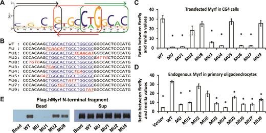 The Myrf motif mediates the homo-trimeric DNA binding of Myrf N-terminal fragments. (A) The Myrf motif identified by re-analysis of the published Myrf ChIP-seq data (14) by MEME (24). The three underlying units are marked to highlight the homo-trimeric architecture of the Myrf motif. (B) An incidence of the Myrf motif found near the gene Rffl (the underlined bases in WT). A rat genomic fragment (rn4 chr10:71034166–71034749) that includes this Myrf motif incidence was cloned into pGL3-promoter and used as a luciferase reporter to validate the Myrf motif. For a functional validation of the Myrf motif, the Myrf motif incidence was mutated as shown (MU through MU9). (C) The Myrf motif was validated by luciferase assay in CG4 cells. The ratio between firefly and renilla luciferase levels was determined to measure transcriptional output. The reported values are means and standard errors of 4 biological replicates. *P < 0.01 by two-tailed unpaired Student's t test with Bonferroni correction. (D) To extend the validity of the Myrf motif to endogenous Myrf, the motif validation experiment was repeated in rat OPCs without exogenous Myrf. Vector means pGL3-promoter. Transfected OPCs were cultured in a differentiation condition for 3 days to induce the expression of endogenous Myrf. The reported values are means and standard errors of 6 biological replicates. *P < 0.01 by two-tailed unpaired Student's t test with Bonferroni correction. (E) DNA pulldown assay using duplex oligonucleotides corresponding to the Myrf motif incidence shown in panel B. The homo-trimeric complex of hMyrf N-terminal fragments, while avidly bound to WT, MU2 and MU8, did not bind to MU and MU1. The sup fractions show that similar amounts of hMyrf N-terminal fragments were present in the binding reactions.