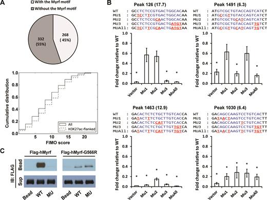 Detailed analysis of the Myrf motif. (A) MEME randomly chose 600 Myrf ChIP-seq peaks from a total of 2052 for its run and found 268 of them to have an incidence of the Myrf motif. As a further way of evaluating the prevalence of the Myrf motif, FIMO was used to scan the 2052 Myrf ChIP-seq peaks, searching for matches of the Myrf motif. Motif matches were ranked by the FIMO score, and a cumulative distribution was computed. (B) Luciferase assay was performed for an in-depth analysis of the Myrf motif. Four motif matches were cloned into pGL3-promoter. The rn4 genomic coordinates are as follows: 126 (chr1:169920248–169920647), 1463 (chr4:123025896–123026295), 1030 (chr2:28381432–28381831) and 1491 (chr4:147568152–147568551). The numbers in parentheses are FIMO scores. For each motif match, the first, second, and third unit was selectively mutated in MU1, MU2 and MU3, respectively. MUAll combines the mutations of MU1, MU2 and MU3. For all samples, mMyrf-expressing plasmids and pRL-TK were co-transfected. pGL3-promoter was used as a control (Vector). The transcriptional readout from the WT sequence was set to 1, and the reported values are means and standard errors of 4 biological replicates. *P < 0.05 by two-tailed one sample Student's t test with Bonferroni correction. (C) DNA pulldown assay using duplex oligonucleotides corresponding to the Myrf motif incidence shown in Figure 5B. The N-terminal fragments of Flag-hMyrf-G566R (which exist as monomers) bound to WT, but very weakly. Further, they failed to distinguish between WT and MU, unlike their homo-trimeric counterparts. IB: immunoblotting.