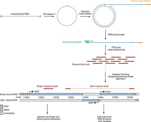 Schematic illustrating the preparation and analysis of circularized RNA libraries. Purified RNA was treated with a thermostable single-stranded nucleic acid-specific ligase (CircLigase II) to achieve intramolecular ligation of individual molecules. After ligation any remaining linear RNA was degraded using RNase R and the circular RNAs were reverse transcribed using random primers incorporating an adaptor sequence for subsequent sequencing. A second adaptor sequence was added by extension of the cDNA using a 3΄-end-blocked oligonucleotide as a template. The cDNA was then amplified by limited PCR. Primers were designed to incorporate sequences for subsequent deep sequencing.