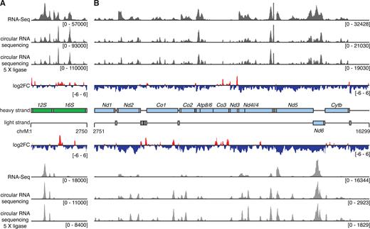 Analysis of coverage from libraries produced by circularized RNA sequencing compared to standard RNA-Seq. The mitochondrial genome is separated into the region containing the rRNAs (A) and mRNAs (B). Coverage is shown in dark grey for heavy strand-encoded RNAs and in light gray for light strand-encoded transcripts. The ratio of coverage from circularized RNA sequencing compared to RNA-Seq is shown as log2 fold change with regions of increased coverage in red and decreased coverage in blue. The locations of genes are shown in a central schematic, where genes encoding rRNAs are shown in green, mRNAs are shown in light blue and tRNAs in gray. The ‘mt-’ prefix is omitted from each gene name for clarity.
