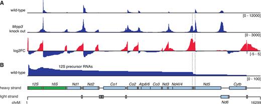 Analysis of partially processed transcripts in libraries produced by circularized RNA sequencing. Abundance of reads which map between multiple genes are shown across the mitochondrial genome in both wild-type mouse mitochondria and Mrpp3 knock out mitochondria (A). A log2 fold change (log2FC) highlights partially processed regions that are enriched in the absence of MRPP3 with regions of increased coverage in red and decreased coverage in blue. Partially processed transcripts containing the 12S rRNA are shown in (B) and the region containing mt-Th, mt-Ts2 and mt-Tl2, is highlighted by dotted lines. The locations of genes are shown in a schematic, where genes encoding rRNAs are shown in green, mRNAs are shown in light blue and tRNAs in gray.