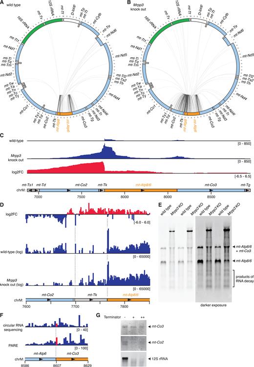 Analysis of partially processed transcripts containing mt-Atp8/6. (A) Circularized RNA sequencing of wild-type mouse mitochondrial RNA. Reads mapping between mt-Atp8/6 and other mitochondrial RNAs are illustrated by lines between the 5΄ and 3΄ nucleotide positions. The locations of genes are shown in a schematic, where heavy strand genes are shown in the outer ring and light strand genes in the inner ring. Genes encoding rRNAs are shown in green, mRNAs are shown in light blue, tRNAs in gray, the non-coding D-loop in white, and the mRNA of interest, mt-Atp8/6, is shown in orange. (B) Circularized RNA sequencing of mitochondrial RNA from Mrpp3 knock out mice. (C) Circularized RNA sequencing data illustrating the increase in coverage of unprocessed transcripts containing mt-Atp8/6 in the absence of MRPP3. (D) PARE data illustrating the reduction in 5΄ and 3΄ processing of mt-Tk in the absence of MRPP3. (E) Northern blotting of heart RNA from wild-type and Mrpp3 knock out mice using a probe specific for mt-Atp8/6. (F) The 5΄ ends of reads mapping with the genomic region containing the 5΄ end of mt-Co3 are shown from the circularized RNA sequencing and PARE data. The putative 5΄ end position of mt-Co3 is highlighted in red in the data and the mt-Co3 mRNA is highlighted in orange in the schematic. (G) A 5΄-phosphate-dependent exonuclease (terminator exonuclease) was used to digest isolated mouse mitochondrial RNA using either a high specificity reaction buffer (lane indicated by a +) or a high activity reaction buffer (lane indicated by ++). Specific RNAs were subsequently detected by northern blotting.