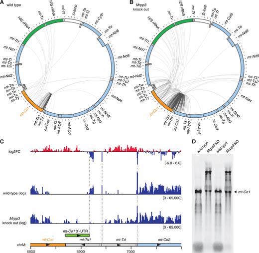 Analysis of partially processed transcripts containing mt-Co1. (A) Circularized RNA sequencing of wild-type mouse mitochondrial RNA. Reads mapping between mt-Co1 and other mitochondrial RNAs are illustrated by lines between the 5΄ and 3΄ nucleotide positions. The locations of genes are shown in a schematic, where heavy strand genes are shown in the outer ring and light strand genes in the inner ring. Genes encoding rRNAs are shown in green, mRNAs are shown in light blue, tRNAs in grey, the D-loop in white, and the mRNA of interest, mt-Co1, is shown in orange. (B) Circularized RNA sequencing of mitochondrial RNA from Mrpp3 knock out mice. (C) PARE data illustrating the reduction in 5΄ and 3΄ processing of mt-Td in the absence of MRPP3 and also the position of mt-Co1's 3΄-UTR (12). (D) Northern blotting of heart RNA from wild-type and Mrpp3 knock out mice using a probe specific for mt-Co1.